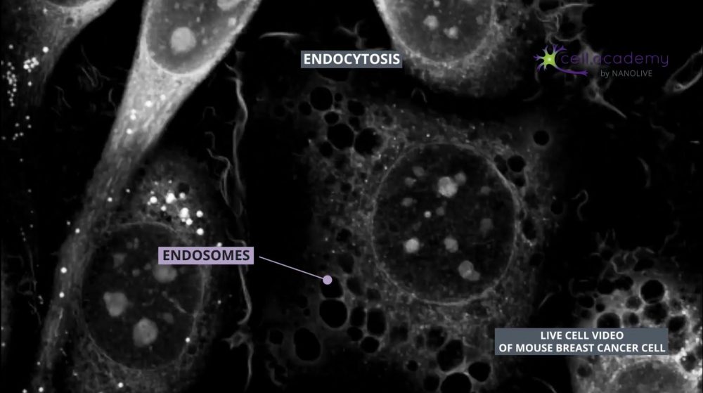 Endocytosis: cell drinking and cell eating