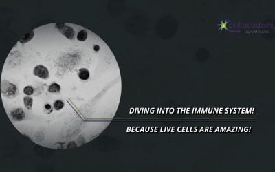 Diving into the immune system!