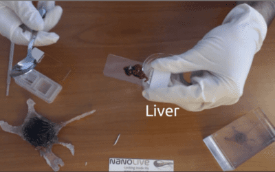 Tasty liver cells