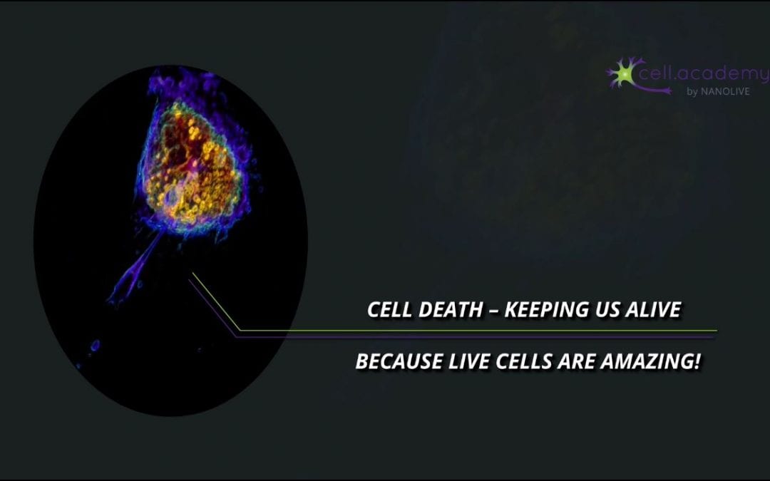 How cell death keeps us alive!